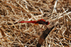 Sympetrum sanguineum